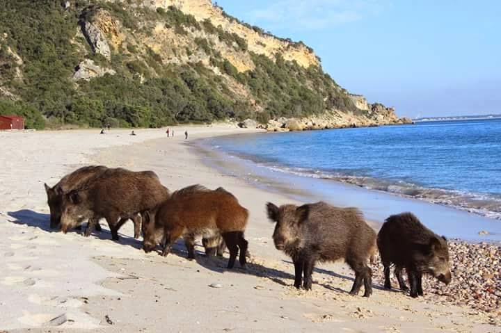 Defesa da Arrábida